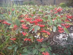 Cotoneaster