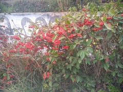 Cotoneaster
