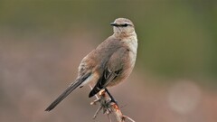 Mimus patagonicus