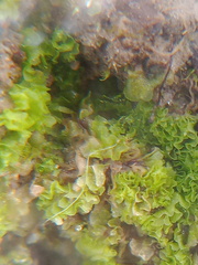 Fossombronia wondraczekii