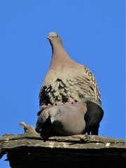 Patagioenas maculosa