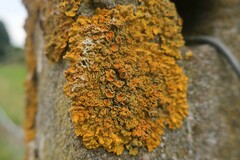 Xanthoria parietina