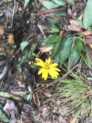 Pityopsis oligantha