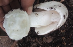 Amanita elliptosperma