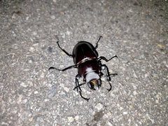Neolucanus maximus vendli