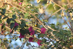 Setophaga pitiayumi insularis