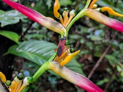 Leptoscelis excellens