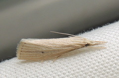 Eoreuma densellus
