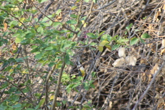 Setophaga pitiayumi insularis