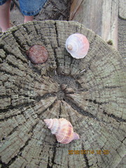 Austrofusus glans
