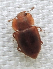 Epuraea rufa