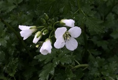 Cardamine geraniifolia