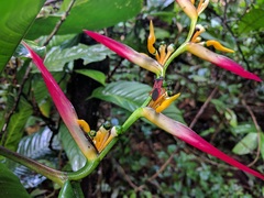Heliconia aemygdiana