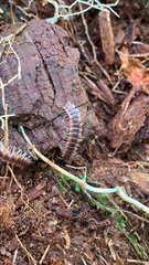 Pseudopolydesmus canadensis