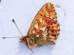 Boloria alaskensis