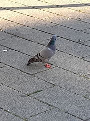 Columba livia domestica