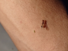 Solenopsis amblychila
