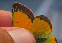Colias hecla