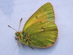 Colias hecla
