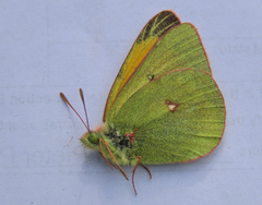 Colias hecla