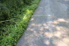 Poa remota