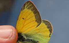 Colias hecla