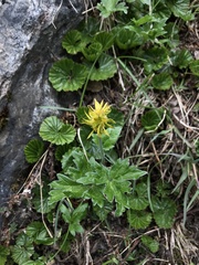 Hamadryas magellanica