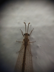 Neuroleon arenarius