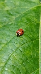 Adalia bipunctata