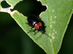 Disonycha xanthomelas