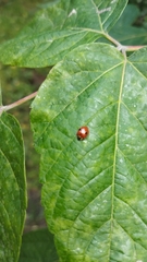 Adalia bipunctata