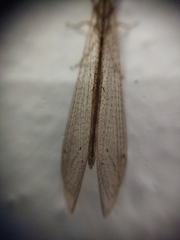 Neuroleon arenarius