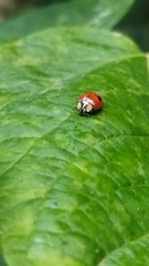 Adalia bipunctata