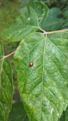 Adalia bipunctata