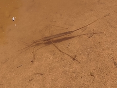 Ranatra quadridentata