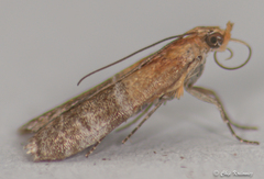 Moodna pallidostrinella