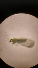 Chrysopa nigricostata