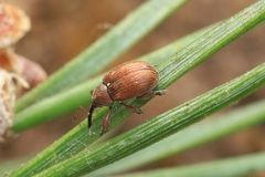 Anthonomus phyllocola