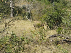 Ceratotherium simum