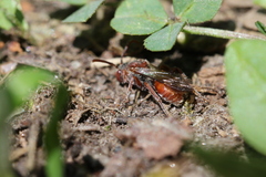 Nomada articulata