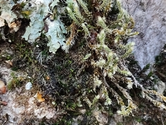 Tetramorium tortuosum