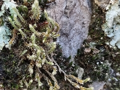 Tetramorium tortuosum