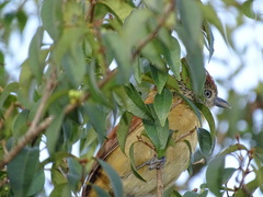 Thamnophilus doliatus
