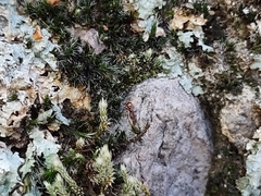 Tetramorium tortuosum