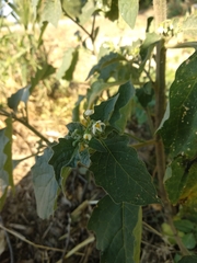 Solanum villosum