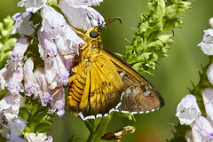 Apyrrothrix araxes