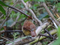 Thamnophilus doliatus