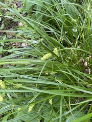 Carex tuckermanii