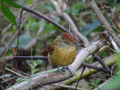 Thamnophilus doliatus