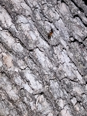 Camponotus vafer